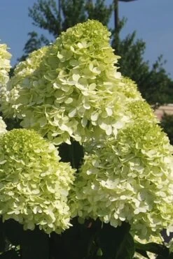 Limelight PeeGee Hydrangea - 7 Gallon Pot (3-4') -Garden Plants Hydrangea Limelight 101