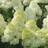 Limelight PeeGee Hydrangea - 3 Gallon Pot -Garden Plants Hydrangea Limelight 107 1