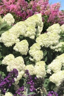 Limelight PeeGee Hydrangea - 3 Gallon Pot 19 Limelight PeeGee Hydrangea - 3 Gallon Pot -Garden Plants Hydrangea Limelight 110 1