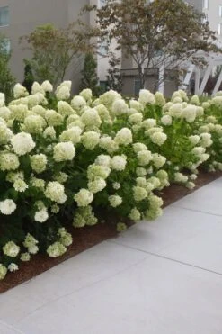 Limelight PeeGee Hydrangea - 6 Pack Of 1 Gallon Pots 15 Limelight PeeGee Hydrangea - 6 Pack Of 1 Gallon Pots -Garden Plants Hydrangea Limelight 20