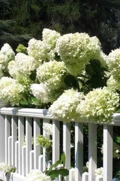 Limelight PeeGee Hydrangea - 3 Gallon Pot 16 Limelight PeeGee Hydrangea - 3 Gallon Pot -Garden Plants Hydrangea Limelight 21 1