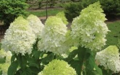 Limelight PeeGee Hydrangea - 6 Pack Of 1 Gallon Pots 16 Limelight PeeGee Hydrangea - 6 Pack Of 1 Gallon Pots -Garden Plants Hydrangea Limelight Flowers