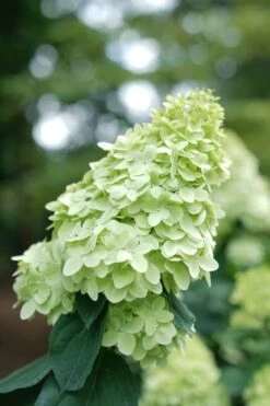 Limelight Prime Hydrangea - 2 Gallon Pot -Garden Plants Hydrangea Limelight Prime 1