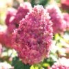 Limelight Prime Hydrangea - 2 Gallon Pot -Garden Plants Hydrangea Limelight Prime 3