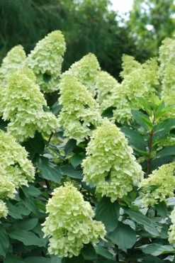 Limelight Prime Hydrangea - 2 Gallon Pot -Garden Plants Hydrangea Limelight Prime 4