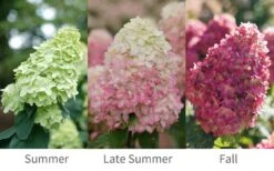 Limelight Prime Hydrangea - 2 Gallon Pot -Garden Plants Hydrangea Limelight Prime 6