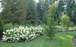 Limelight PeeGee Hydrangea - 3 Gallon Pot 15 Limelight PeeGee Hydrangea - 3 Gallon Pot -Garden Plants Hydrangea Limelight hedge natural 1