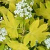 Little Honey Oakleaf Hydrangea - 1 Gallon Pot -Garden Plants Hydrangea Little Honey 1