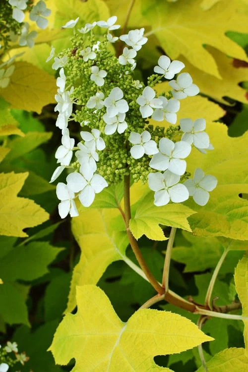 Little Honey Oakleaf Hydrangea - 1 Gallon Pot 7 Little Honey Oakleaf Hydrangea - 1 Gallon Pot - Image 5