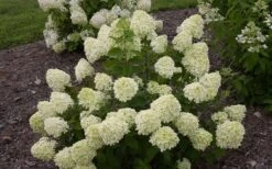 Little Lime Hydrangea - 2 Gallon Pot 15 Little Lime Hydrangea - 2 Gallon Pot -Garden Plants Hydrangea Little Lime 1