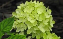Little Lime Hydrangea - 2 Gallon Pot 12 Little Lime Hydrangea - 2 Gallon Pot -Garden Plants Hydrangea Little Lime