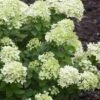 Little Lime Hydrangea - 2 Gallon Pot -Garden Plants Hydrangea Little Lime 500x750 1