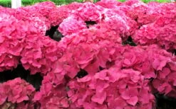Merritts Supreme Hydrangea - 3 Gallon Pot -Garden Plants Hydrangea Merrits Supreme Pink 12