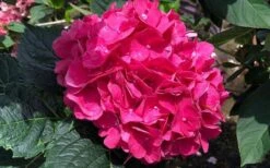 Merritts Supreme Hydrangea - 3 Gallon Pot -Garden Plants Hydrangea Merrits Supreme Pink 13