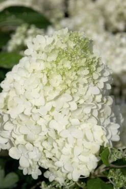 Moon Dance Hydrangea - 3 Gallon Pot -Garden Plants Hydrangea Moon Dance 2 1
