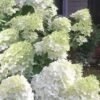 Moon Dance Hydrangea - 2 Gallon Pot