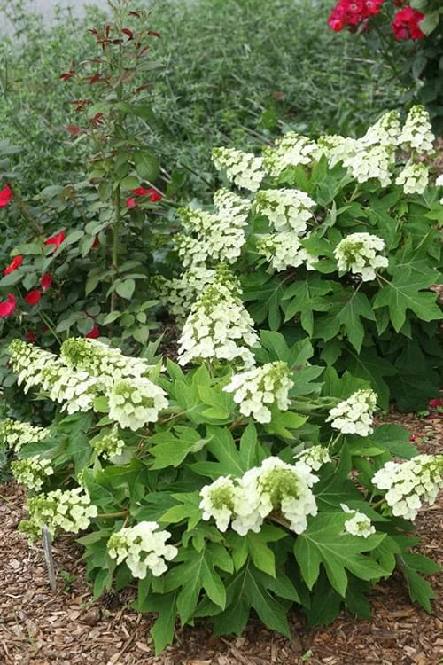 Munchkin Dwarf Oakleaf Hydrangea - 3 Gallon Pot 6 Munchkin Dwarf Oakleaf Hydrangea - 3 Gallon Pot - Image 4