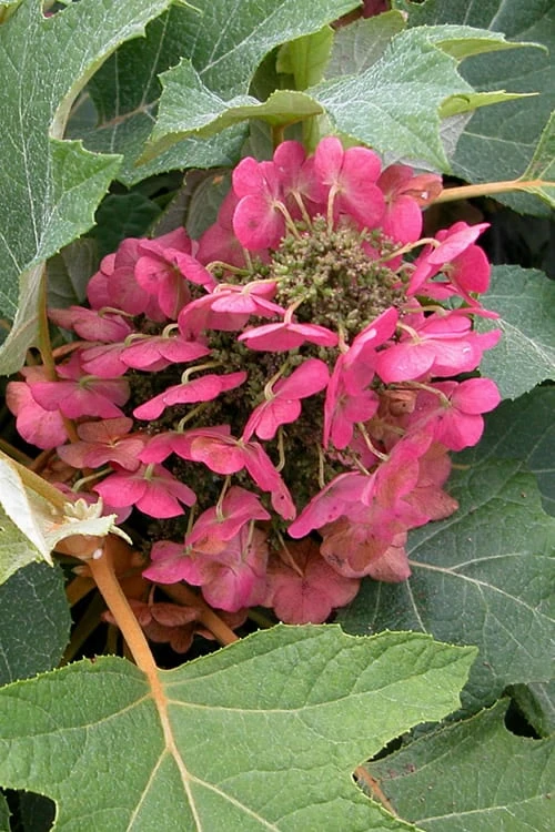 Munchkin Dwarf Oakleaf Hydrangea - 3 Gallon Pot 3 Munchkin Dwarf Oakleaf Hydrangea - 3 Gallon Pot