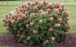 Munchkin Dwarf Oakleaf Hydrangea - 1 Gallon Pot 15 Munchkin Dwarf Oakleaf Hydrangea - 1 Gallon Pot -Garden Plants Hydrangea Munchkin