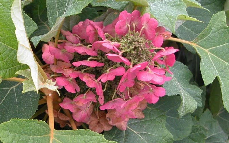 Munchkin Dwarf Oakleaf Hydrangea - 3 Gallon Pot 9 Munchkin Dwarf Oakleaf Hydrangea - 3 Gallon Pot - Image 7