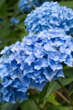 Nikko Blue Hydrangea - 3 Gallon Pot -Garden Plants Hydrangea Nikko Blue 10