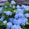 Nikko Blue Hydrangea - 2 Gallon Pot -Garden Plants Hydrangea Nikko Blue 500x750 2