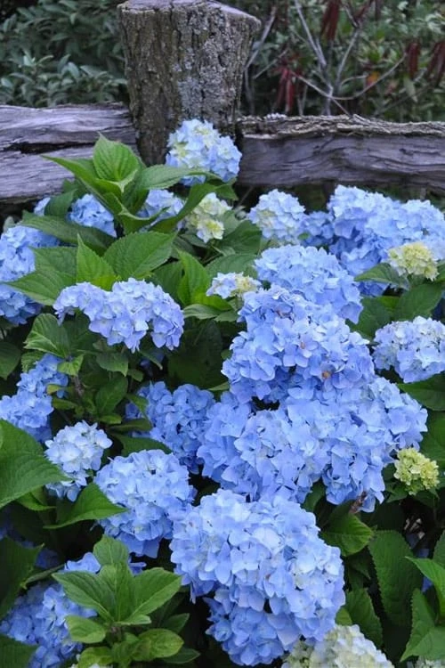 Nikko Blue Hydrangea - 2 Gallon Pot 3 Nikko Blue Hydrangea - 2 Gallon Pot