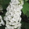 Alice Oakleaf Hydrangea - 3 Gallon Pot 1 Alice Oakleaf Hydrangea - 3 Gallon Pot -Garden Plants Hydrangea Oakleaf Alice 3