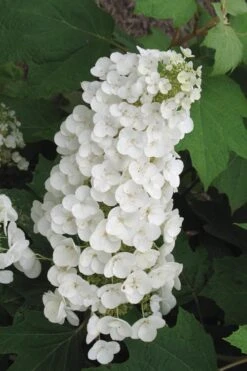 Front Page 37 Alice Oakleaf Hydrangea - 3 Gallon Pot