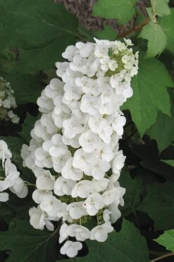 Alice Oakleaf Hydrangea - 3 Gallon Pot -Garden Plants Hydrangea Oakleaf Alice 4