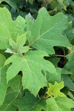 Alice Oakleaf Hydrangea - 3 Gallon Pot -Garden Plants Hydrangea Oakleaf Alice 5