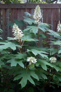 Alice Oakleaf Hydrangea - 3 Gallon Pot -Garden Plants Hydrangea Oakleaf Alice 6