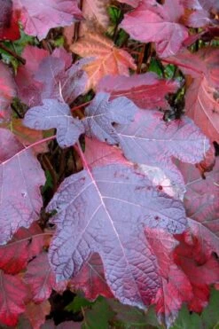 Alice Oakleaf Hydrangea - 3 Gallon Pot -Garden Plants Hydrangea Oakleaf Alice 7