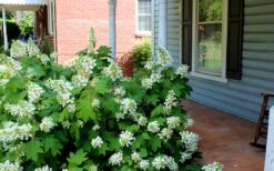 Pee Wee Dwarf Oakleaf Hydrangea - 1 Gallon Pot -Garden Plants Hydrangea Oakleaf Pee Wee