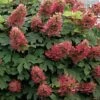 Ruby Slippers Dwarf Oakleaf Hydrangea - 3 Gallon Pot