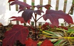 Ruby Slippers Dwarf Oakleaf Hydrangea - 3 Gallon Pot 12 Ruby Slippers Dwarf Oakleaf Hydrangea - 3 Gallon Pot -Garden Plants Hydrangea Oakleaf Ruby Slippers Fall Foliage Color