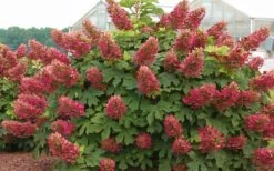 Ruby Slippers Dwarf Oakleaf Hydrangea - 3 Gallon Pot 11 Ruby Slippers Dwarf Oakleaf Hydrangea - 3 Gallon Pot -Garden Plants Hydrangea Oakleaf Ruby Slippers Full Bloom