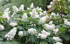 Snow Queen Oakleaf Hydrangea - 3 Gallon Pot -Garden Plants Hydrangea Oakleaf Snow Queen 6