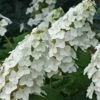 Snow Queen Oakleaf Hydrangea - 1 Gallon Pot 2 Snow Queen Oakleaf Hydrangea - 1 Gallon Pot -Garden Plants Hydrangea Oakleaf Snow Queen 8 1