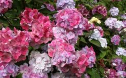 Preziosa Multi Color Hydrangea - 3 Gallon Pot 12 Preziosa Multi Color Hydrangea - 3 Gallon Pot -Garden Plants Hydrangea Preziosa 18