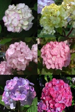 Preziosa Multi Color Hydrangea - 3 Gallon Pot 11 Preziosa Multi Color Hydrangea - 3 Gallon Pot -Garden Plants Hydrangea Preziosa 19