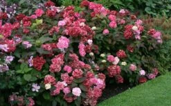 Preziosa Multi Color Hydrangea - 1 Gallon Pot -Garden Plants Hydrangea Preziosa 7 1