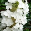 Semmes Beauty Oakleaf Hydrangea - 3 Gallon Pot -Garden Plants Hydrangea Semmes Beauty 10