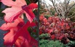 Semmes Beauty Oakleaf Hydrangea - 3 Gallon Pot 12 Semmes Beauty Oakleaf Hydrangea - 3 Gallon Pot -Garden Plants Hydrangea Semmes Beauty Fall Foliage Color