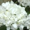 Sister Theresa Hydrangea - 1 Gallon Pot 2 Sister Theresa Hydrangea - 1 Gallon Pot -Garden Plants Hydrangea Sister Theresa 2 500x750 1