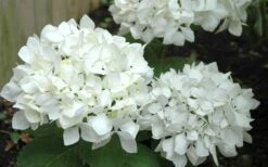 Sister Theresa Hydrangea - 1 Gallon Pot -Garden Plants Hydrangea Sister Theresa 50