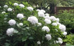 Sister Theresa Hydrangea - 1 Gallon Pot -Garden Plants Hydrangea Sister Theresa 51