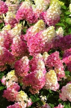 Strawberry Sundae Hydrangea - 3 Gallon Pot -Garden Plants Hydrangea Strawberry Sundae Flowers 5