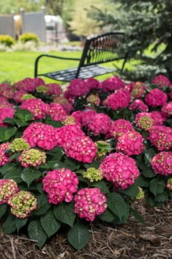 Summer Crush Endless Summer Hydrangea - 7 Gallon Pot 17 Summer Crush Endless Summer Hydrangea - 7 Gallon Pot -Garden Plants Hydrangea Summer Crush Endless Summer 3 1
