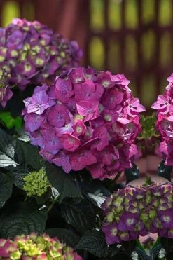 Summer Crush Endless Summer Hydrangea - 6 Gallon Pot -Garden Plants Hydrangea Summer Crush Endless Summer 4